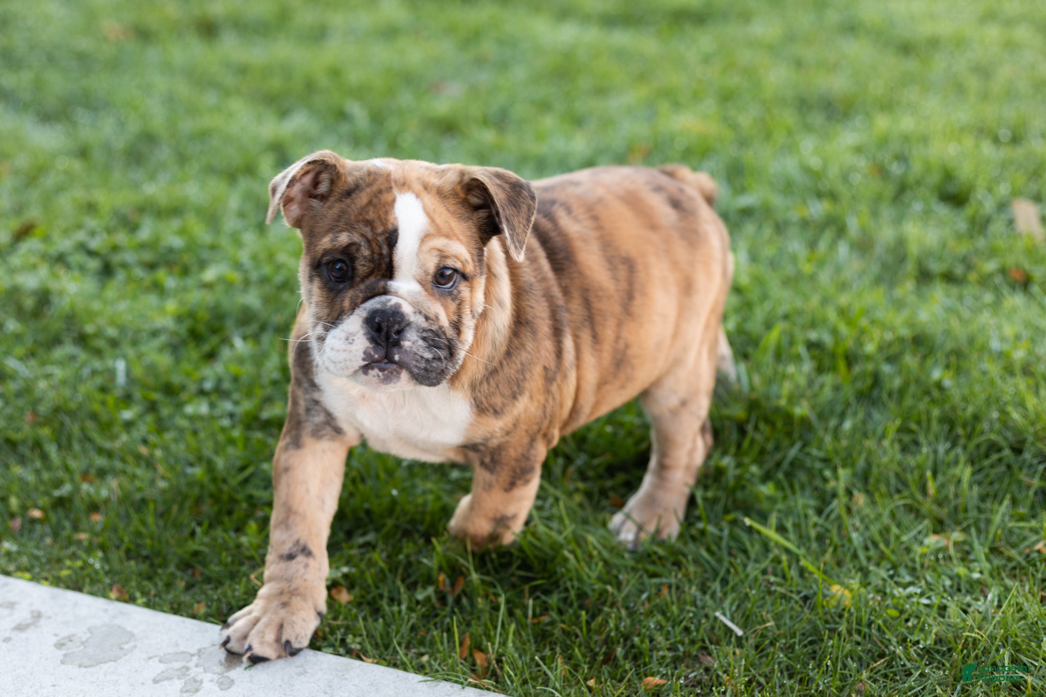 English Bulldog dogs for sale: Beauty  - Ad 3