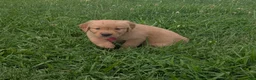 Golden Retriever dogs for sale: Rocky - Ad 6