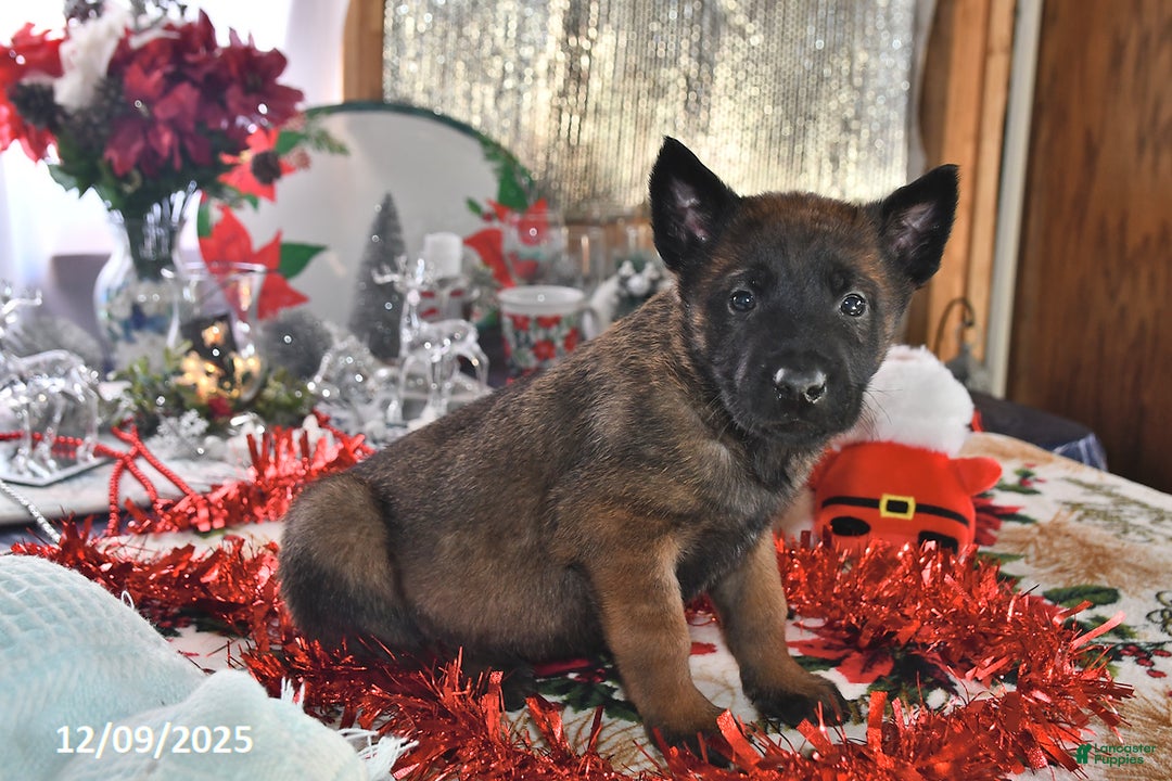 Belgian Malinois dogs for sale: Finn - Ad 3