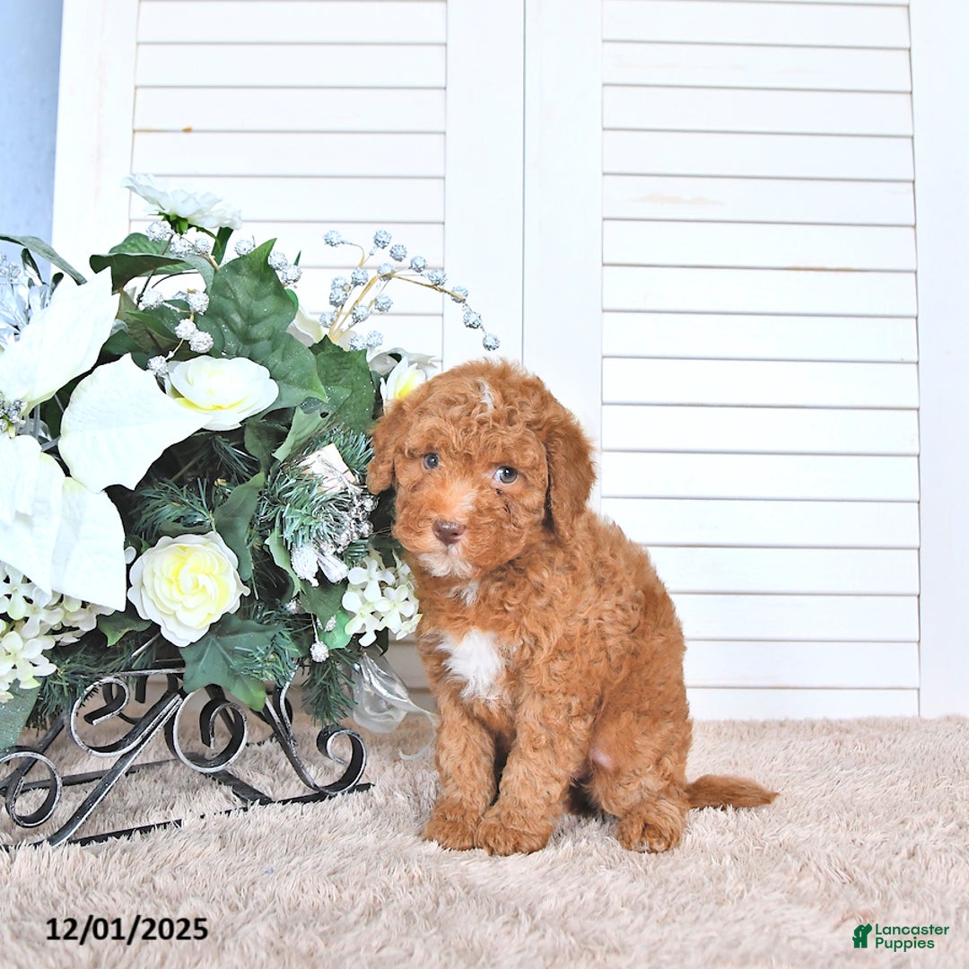 Mini Goldendoodle dogs for sale: Maribell - Ad 2