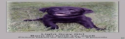 Goldador dogs for sale: Goldador 5 - Ad 4