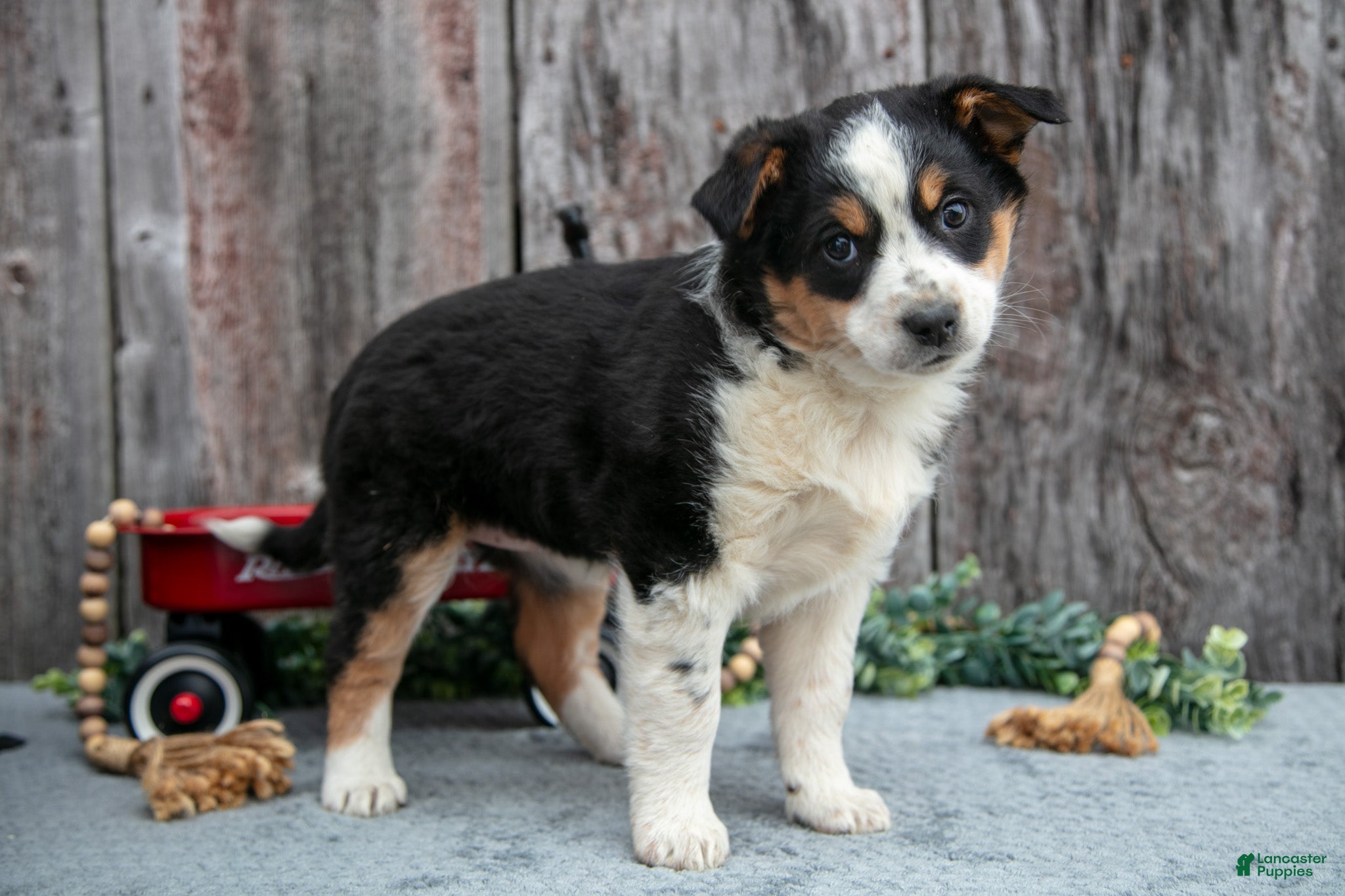 Mixed Breed dogs Rosie - Ad 37
