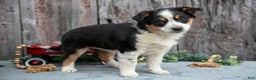 Mixed Breed dogs for sale: Rosie - Ad 1