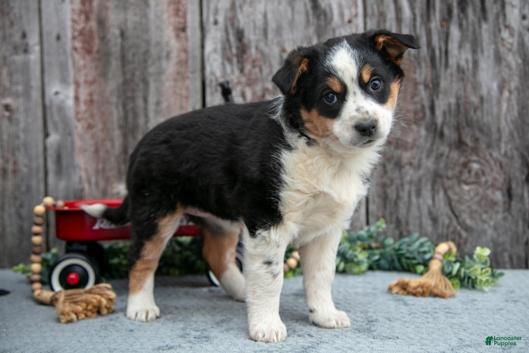 Mixed Breed dogs for sale: Rosie - Ad 1