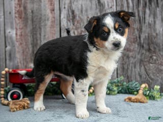 Mixed Breed dogs Rosie - Ad 37