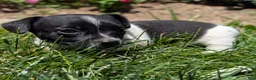 Jack Russell Terrier dogs for sale: Queen - Ad 4