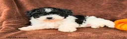 Miniature Poodle dogs for sale: Bandit - Ad 3