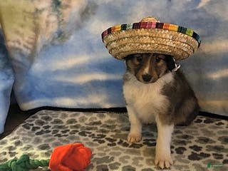 Shetland Sheepdog dogs Andrew - Ad 4