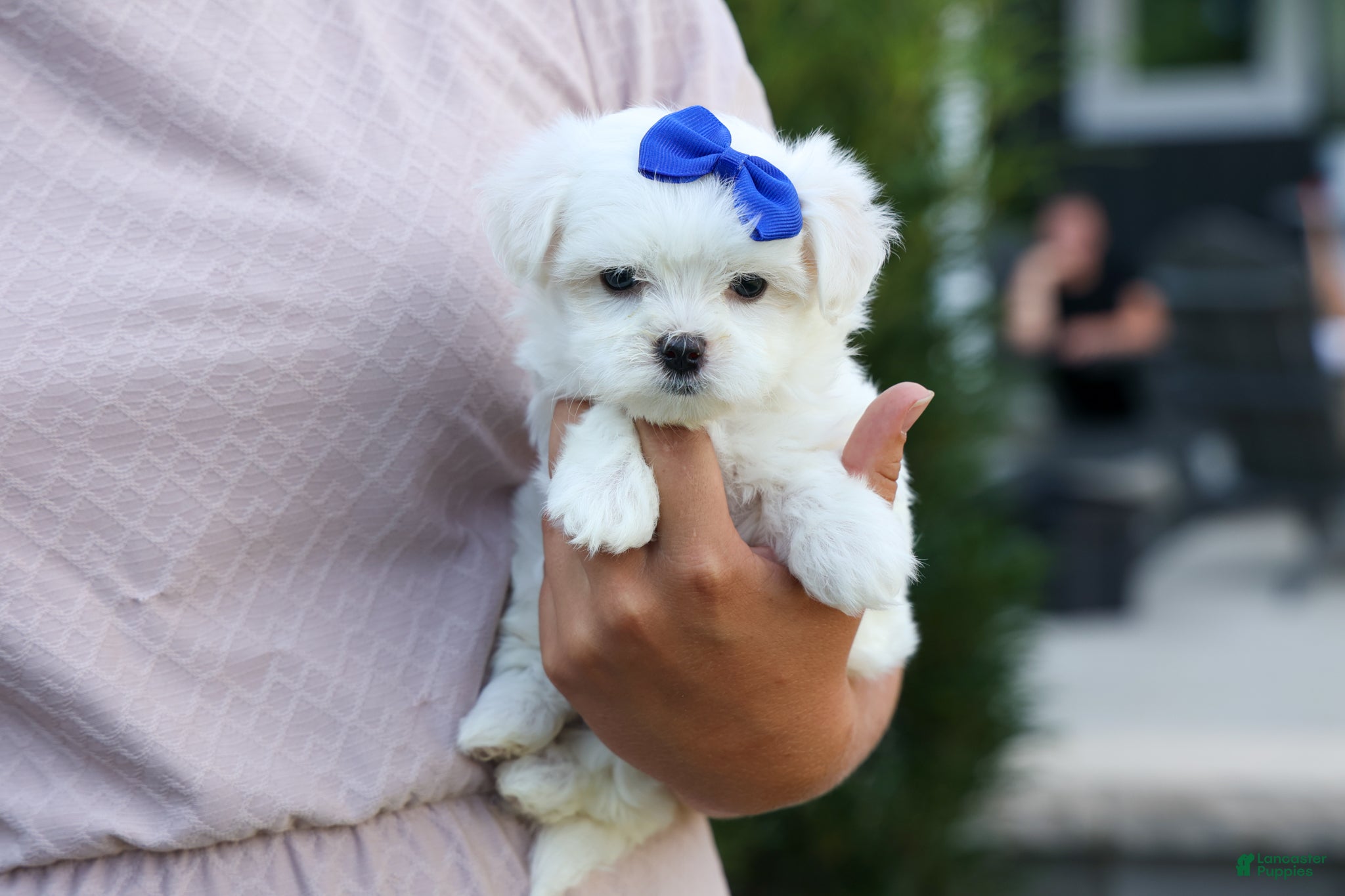 Maltese dogs OREO - Ad 2
