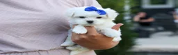 Maltese dogs for sale: OREO - Ad 2