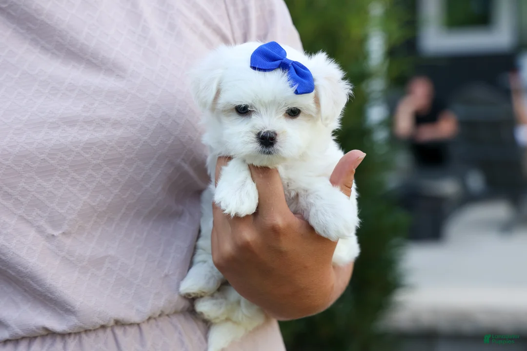 Maltese dogs for sale: OREO - Ad 2