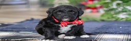 Portuguese Water Dog dogs for sale: Tristan - Ad 14