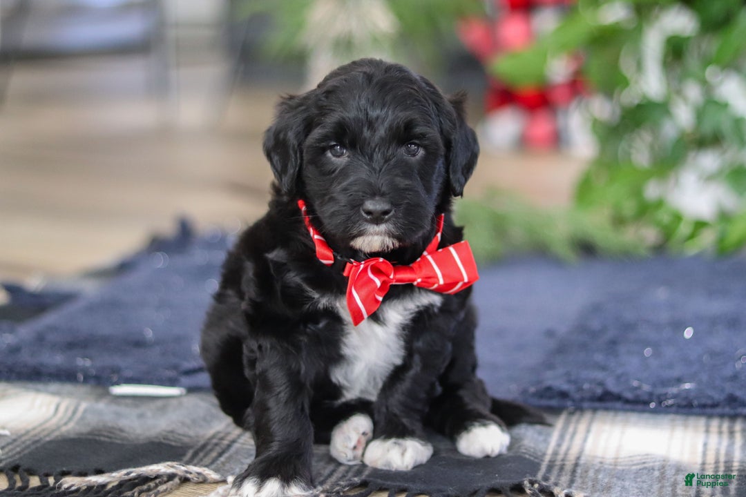 Portuguese Water Dog dogs for sale: Tristan - Ad 14