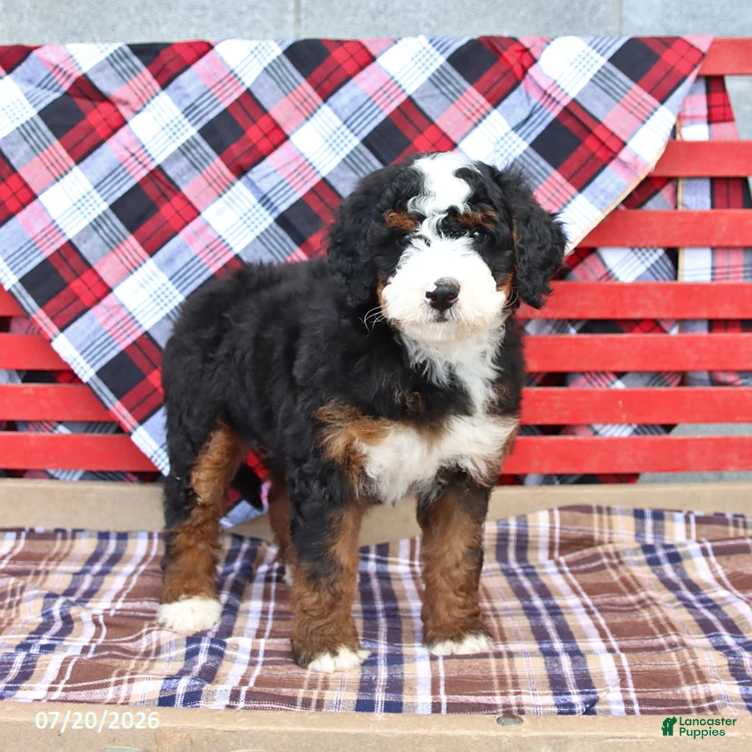 Mini Bernedoodle dogs for sale: Gus - Ad 1