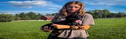 Miniature Dachshund dogs for sale: Gus - Ad 7