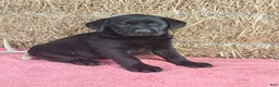 Labrador Retriever dogs for sale: Bella - Ad 3