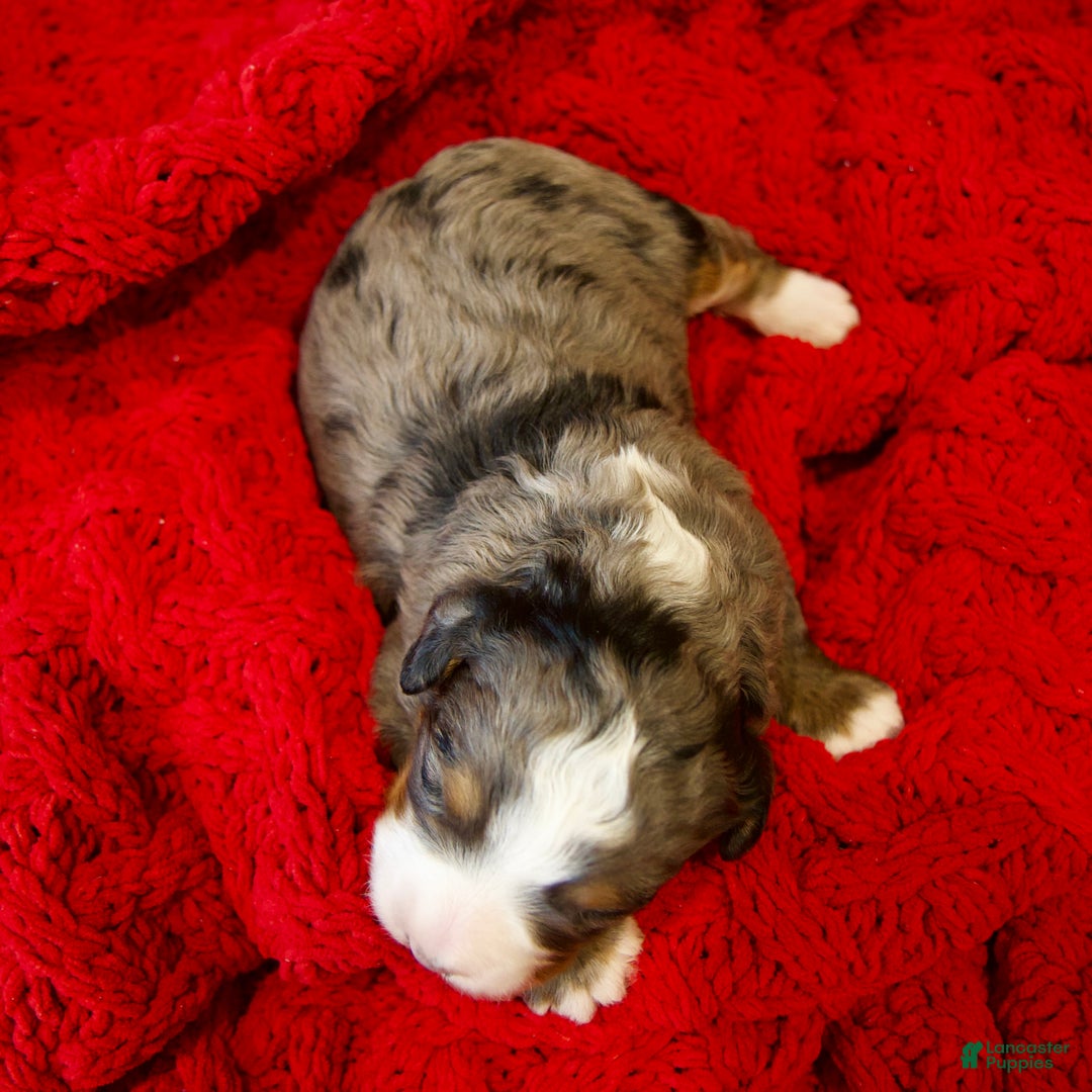 Mini Bernedoodle dogs for sale: Pudding Pop - Ad 11