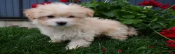 Shihpoo dogs for sale: Parker - Ad 3