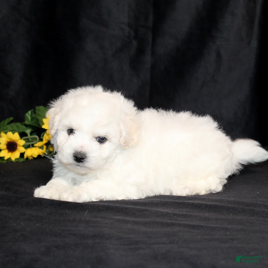 Bichon Frise dogs for sale: Chloe - Ad 3