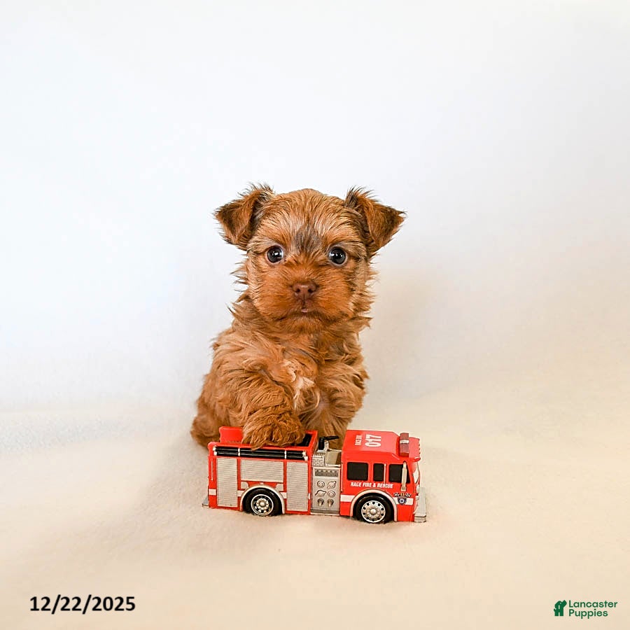 Yorkshire Terrier dogs Jo jo - Ad 34