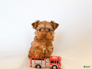 Yorkshire Terrier dogs Jo jo - Ad 34