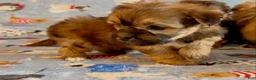 Shorkie dogs for sale: Shorkie 2 - Ad 8