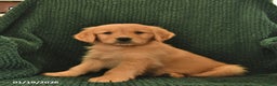 Golden Retriever dogs for sale: Robert  - Ad 2