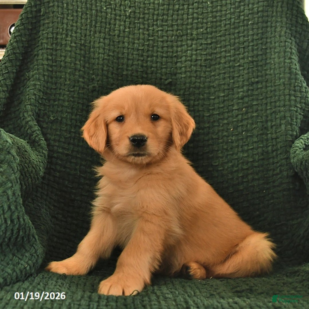 Golden Retriever dogs for sale: Robert  - Ad 2