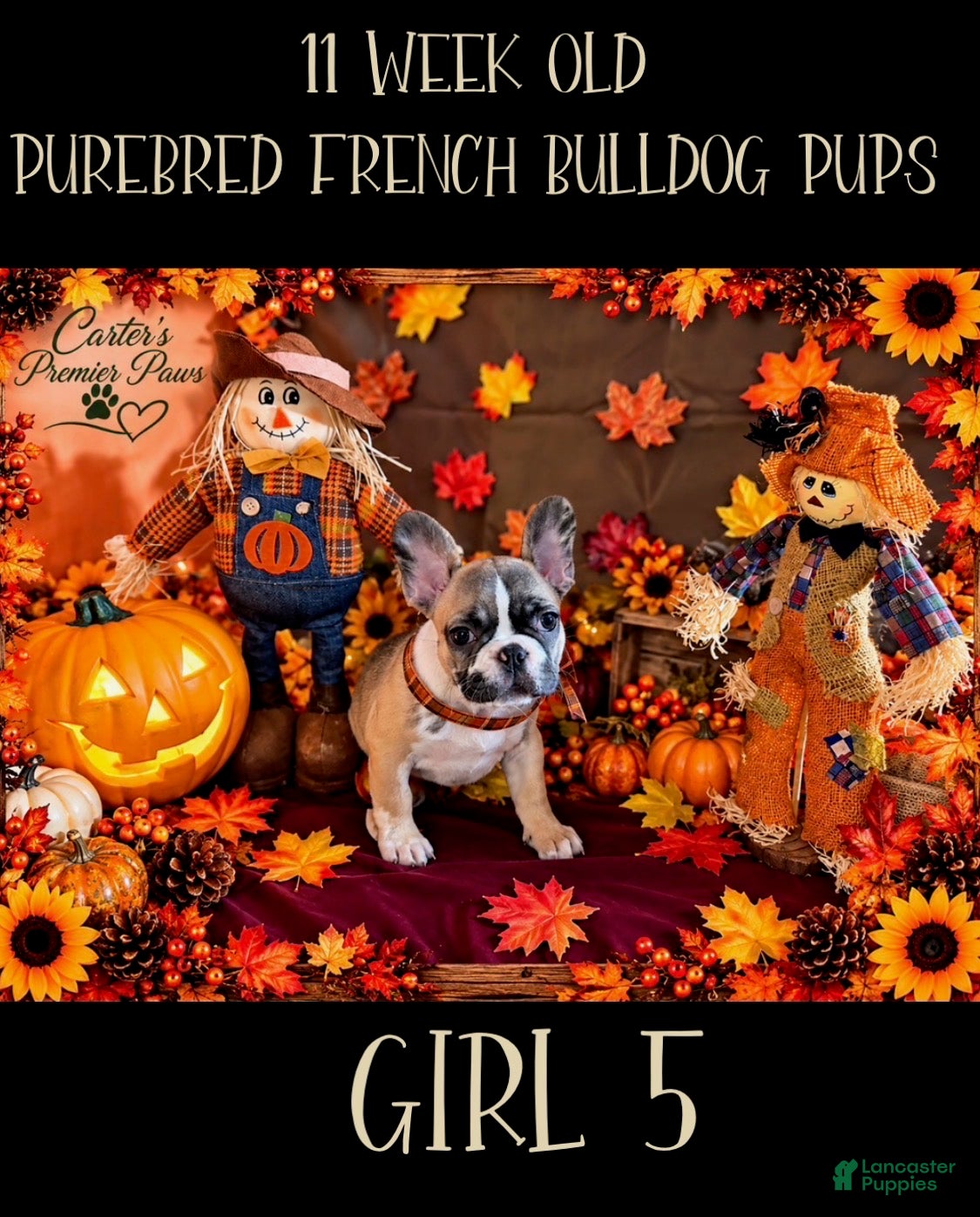 French Bulldog dogs French Bulldog 5 daisy,fay  - Ad 1