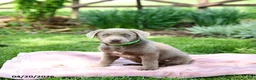 Labrador Retriever dogs for sale: Elena - Ad 2