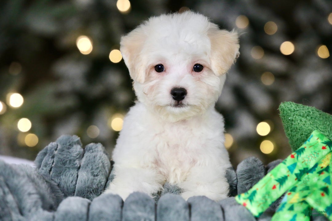 Teddy Bear dogs for sale: Dasher - Ad 4