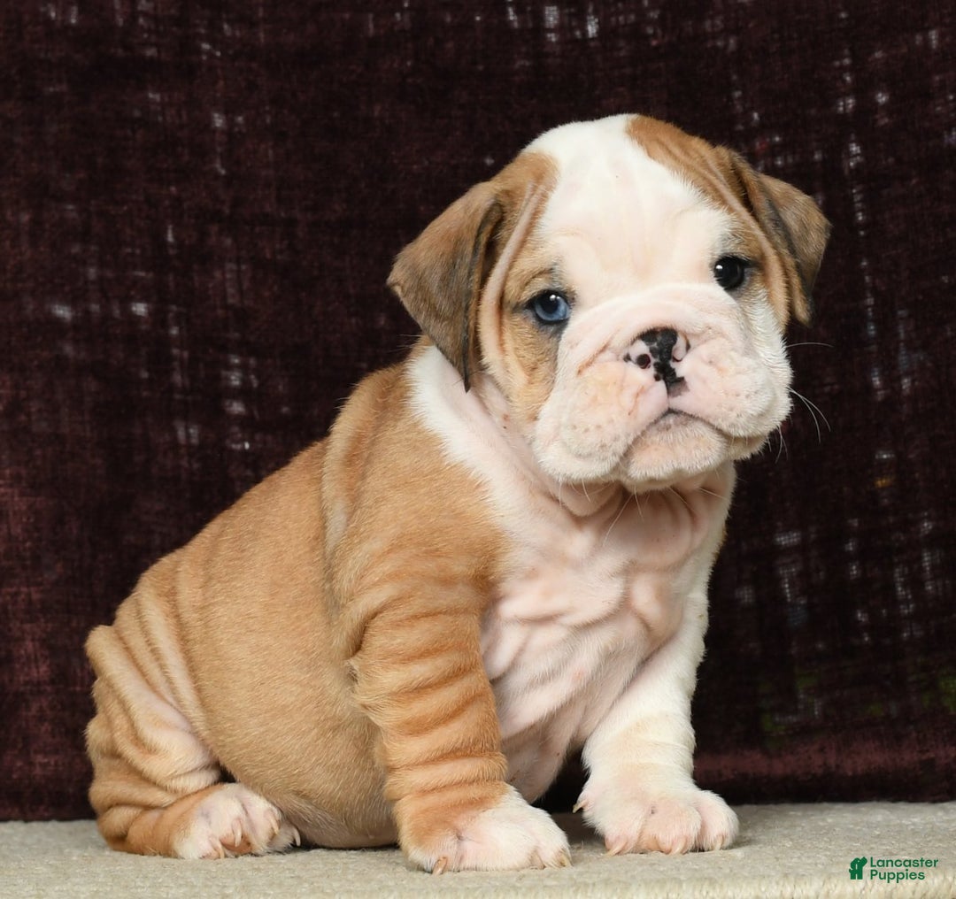 English Baby Bulldogs Near Me Newborn Bulldog Baby English Bulldog