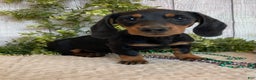 Miniature Dachshund dogs for sale: Fritz - Ad 14