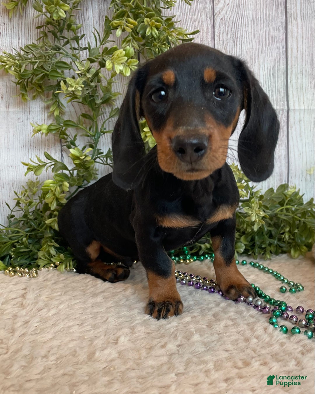 Miniature Dachshund dogs for sale: Fritz - Ad 14