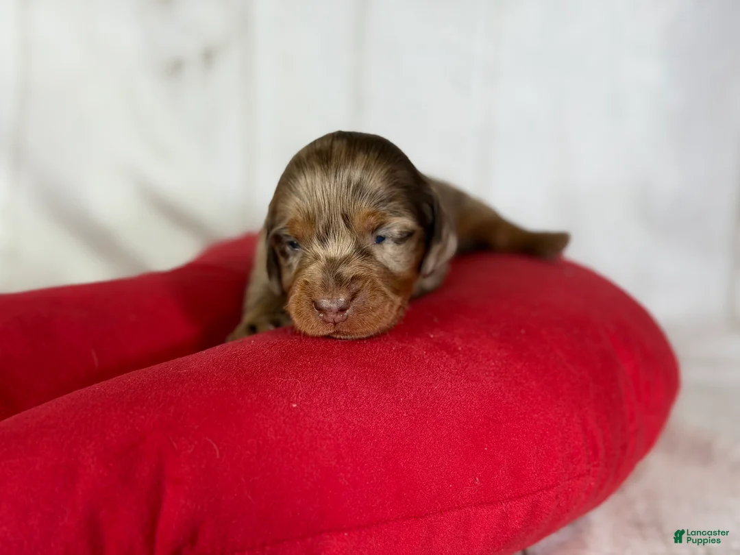 Miniature Dachshund dogs for sale: AKC LH Fallon DNA OFA - Ad 5