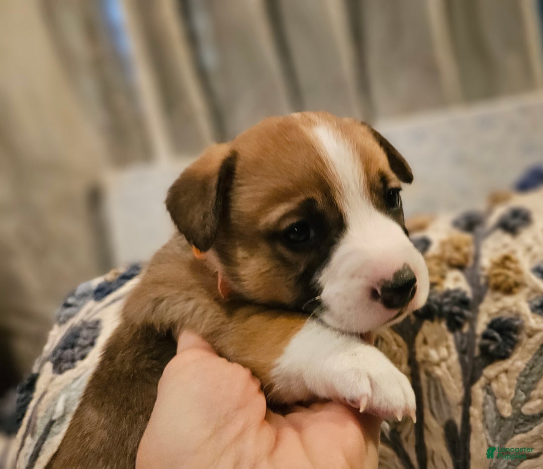 Mixed Breed dogs for sale: Indiana Jones - Ad 8