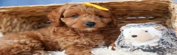 Cavapoo dogs for sale: TITUS - Ad 5