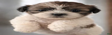 Shih Tzu Puppy 1