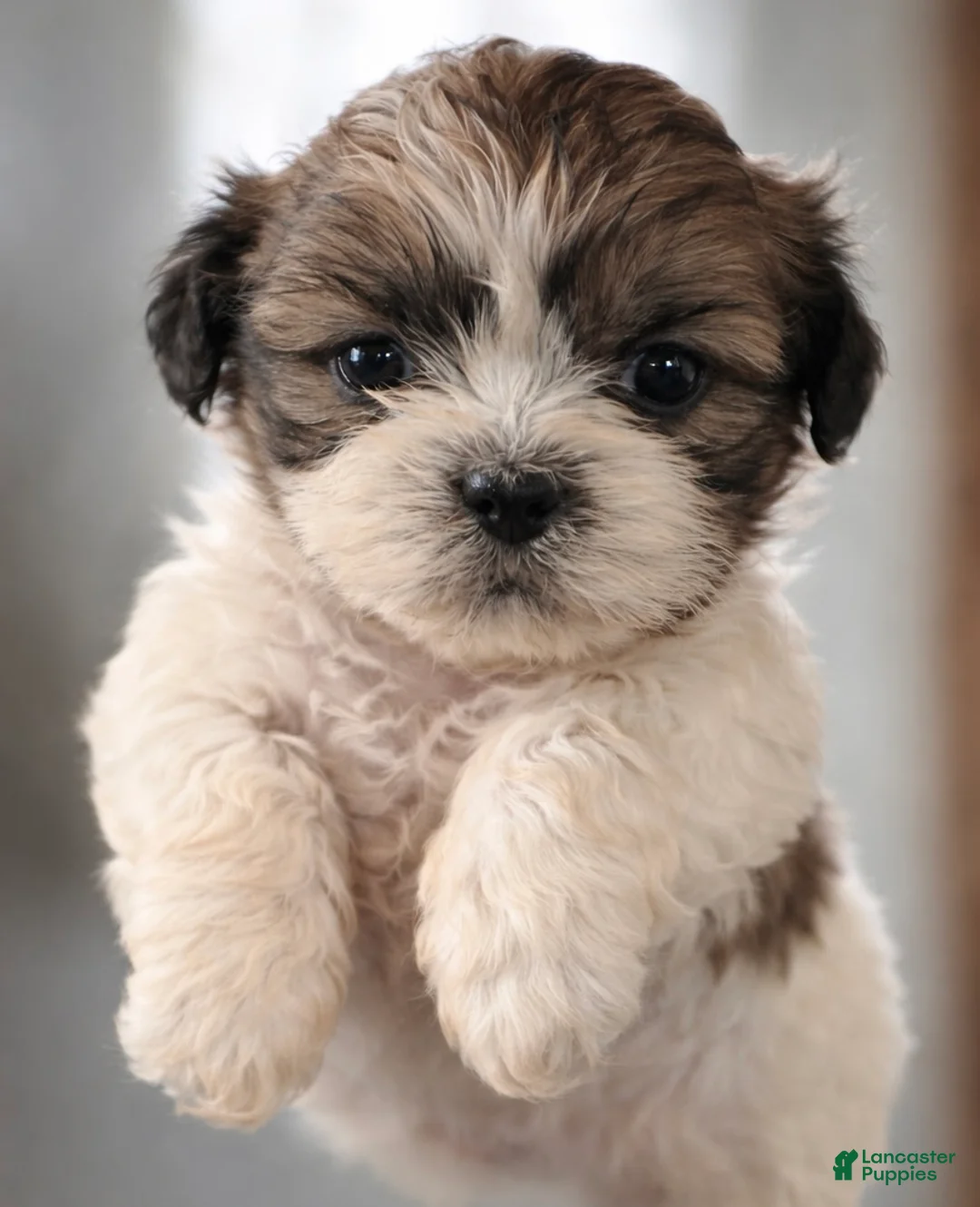 Shih Tzu dogs for sale: Shih Tzu Puppy 1 - Ad 1