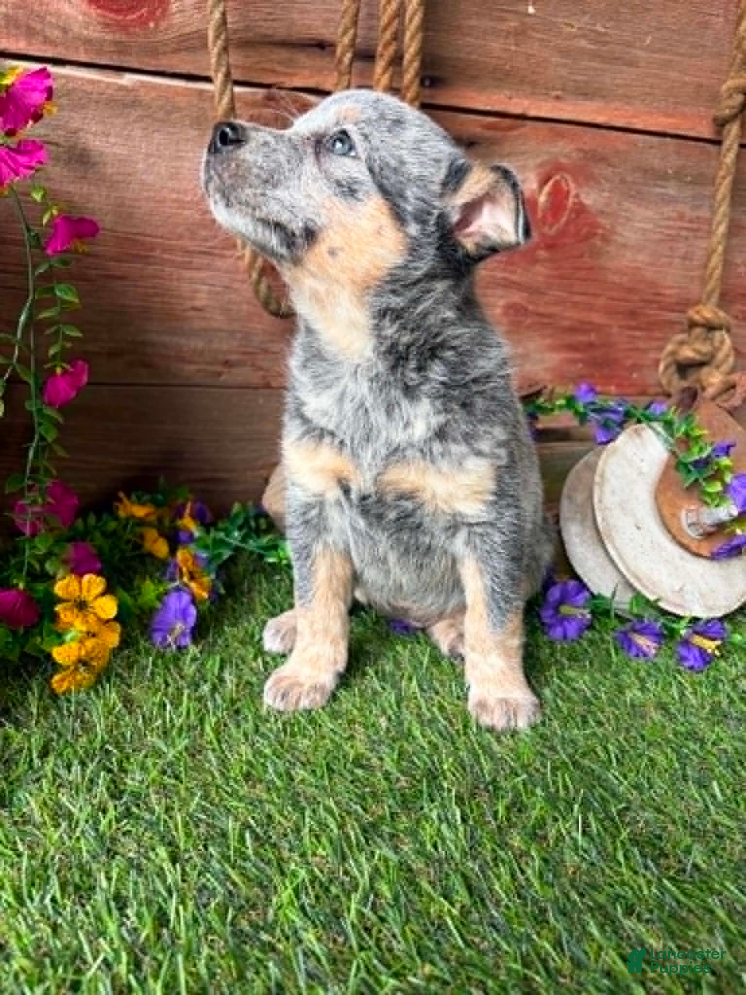 Australian Cattle Dog dogs Dolly - Ad 2