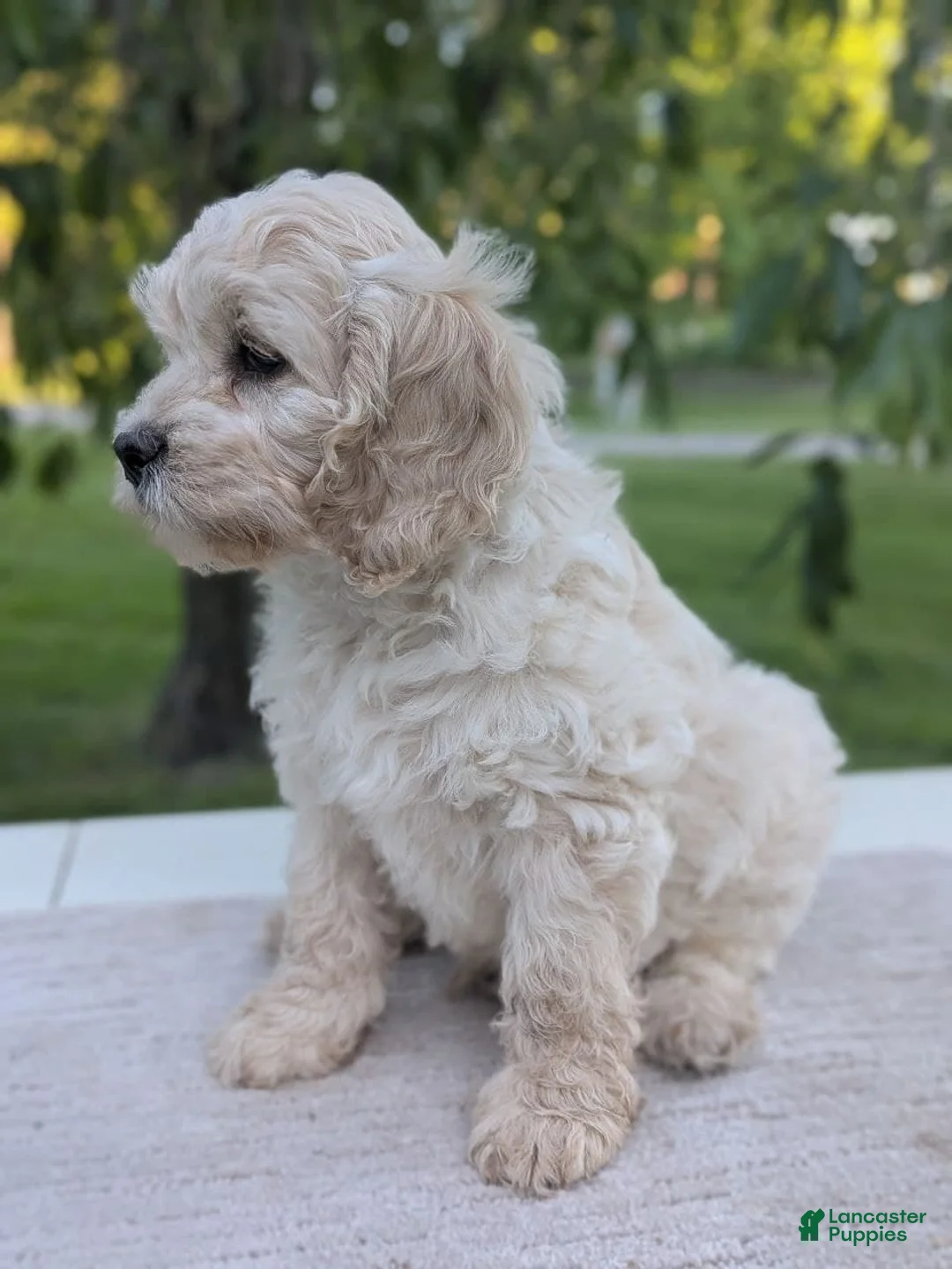 Cockapoo dogs for sale: Alfie - Ad 2