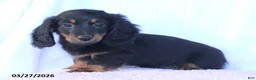 Miniature Dachshund dogs for sale: Stevie - Ad 3