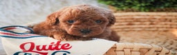 Miniature Poodle dogs for sale: Finnigan - Ad 4
