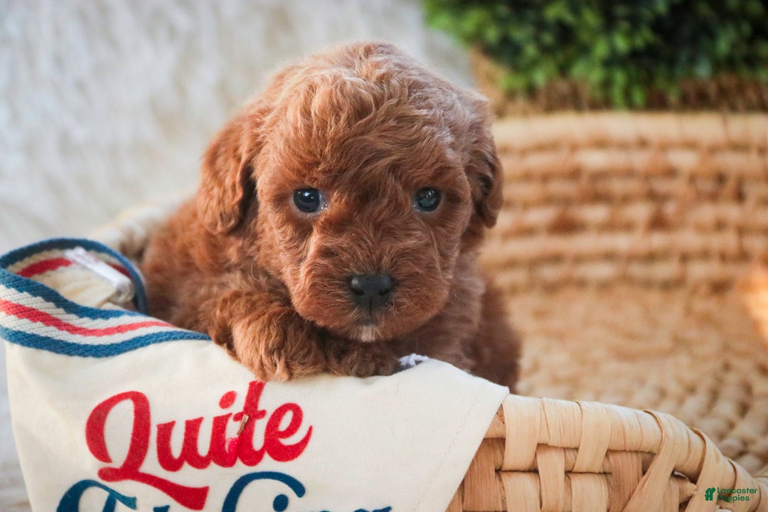 Miniature Poodle dogs for sale: Finnigan - Ad 4