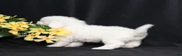 Bichon Frise dogs for sale: Lars - Ad 4