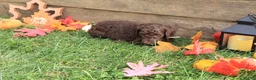 Standard Poodle dogs for sale: Ruth - Ad 4