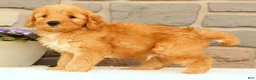 Mini Goldendoodle dogs for sale: Chester - Ad 7