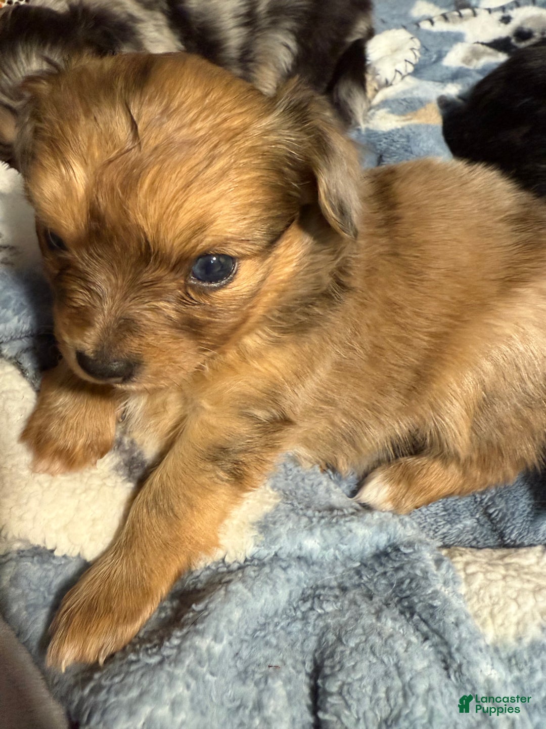 Mixed Breed dogs for sale: Chihuahua male brown Merle choin/papillon - Ad 10