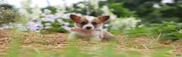 Welsh Corgi Pembroke dogs for sale: Pepper - Ad 9