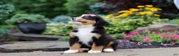 Bernese Mountain Dog dogs for sale: Charlotte - Ad 4